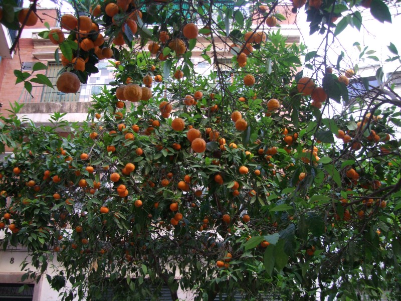 Anadalusien 2009 - 0795 